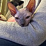 Aziza a rejoint le concours — aidez-le/la à gagner de superbes lots ! sphynx_cat, cat, pet, animal, hairless_cat, close_up, person, arm, knit_sweater, indoor, cozy, resting, face, ears, wrinkles, skin, blurred_background, cute, expression, domestic