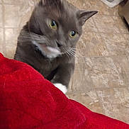Handsome is registered to the contest to win money with this photo: animal, blurred, cat, close_up, curious, domestic_cat, feline, floor, fur, gray_cat, household, indoor, pet, pet_bowls, playful, reaching, red_blanket, tiled_floor, whiskers, white_paws
