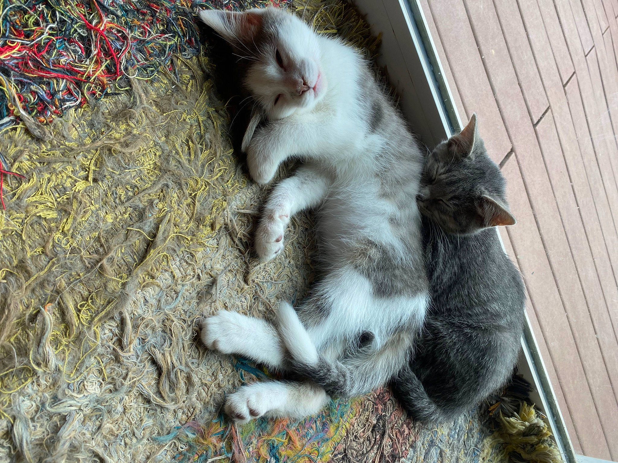 Poptart is registered to the contest to win money with this photo: carnivore, cat, dog_breed, domestic_short_haired_cat, felidae, fur, paw, small_to_medium_sized_cats, tail, twig, whiskers