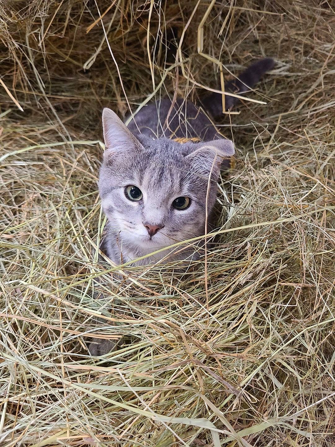 Poptart joined the competition — help win amazing prizes! big_cats, carnivore, cat, domestic_short_haired_cat, eye, fawn, felidae, fur, grass, grass_family, groundcover, head, plant, small_to_medium_sized_cats, snout, terrestrial_animal, tree, trunk, twig, whiskers