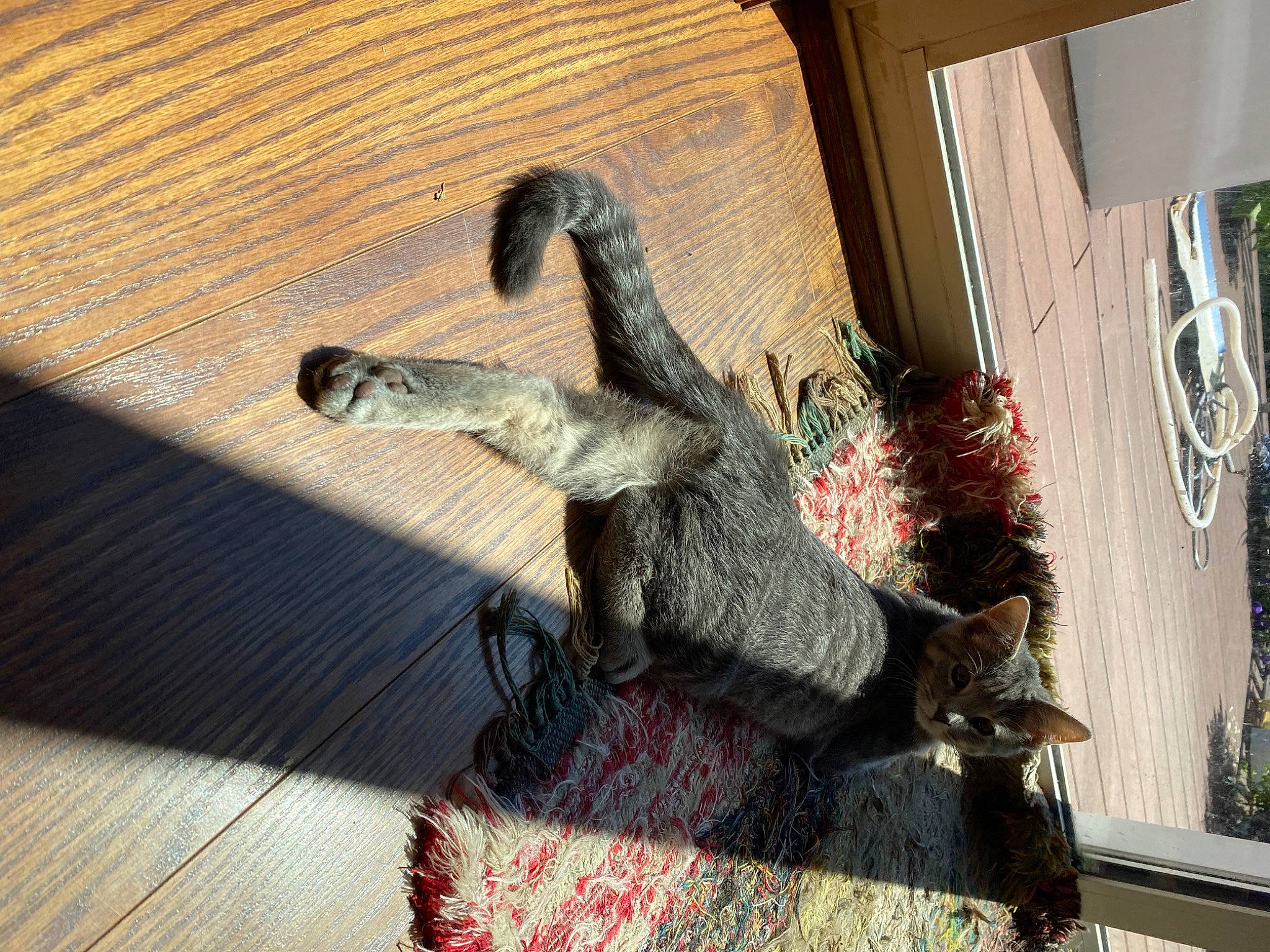 Poptart joined the competition — help win amazing prizes! art, flooring, fur, hardwood, metal, pattern, plant, reptile, room, scaled_reptile, sculpture, shadow, tail, terrestrial_animal, tree, twig, visual_arts, window, wood, wood_flooring