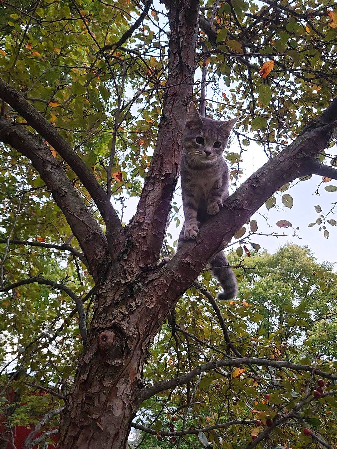 Poptart is registered to the contest to win money with this photo: carnivore, cat, deciduous, fawn, felidae, forest, fur, grass, plant, sky, small_to_medium_sized_cats, tail, terrestrial_animal, tree, trunk, twig, whiskers, wildlife, wood, woodland