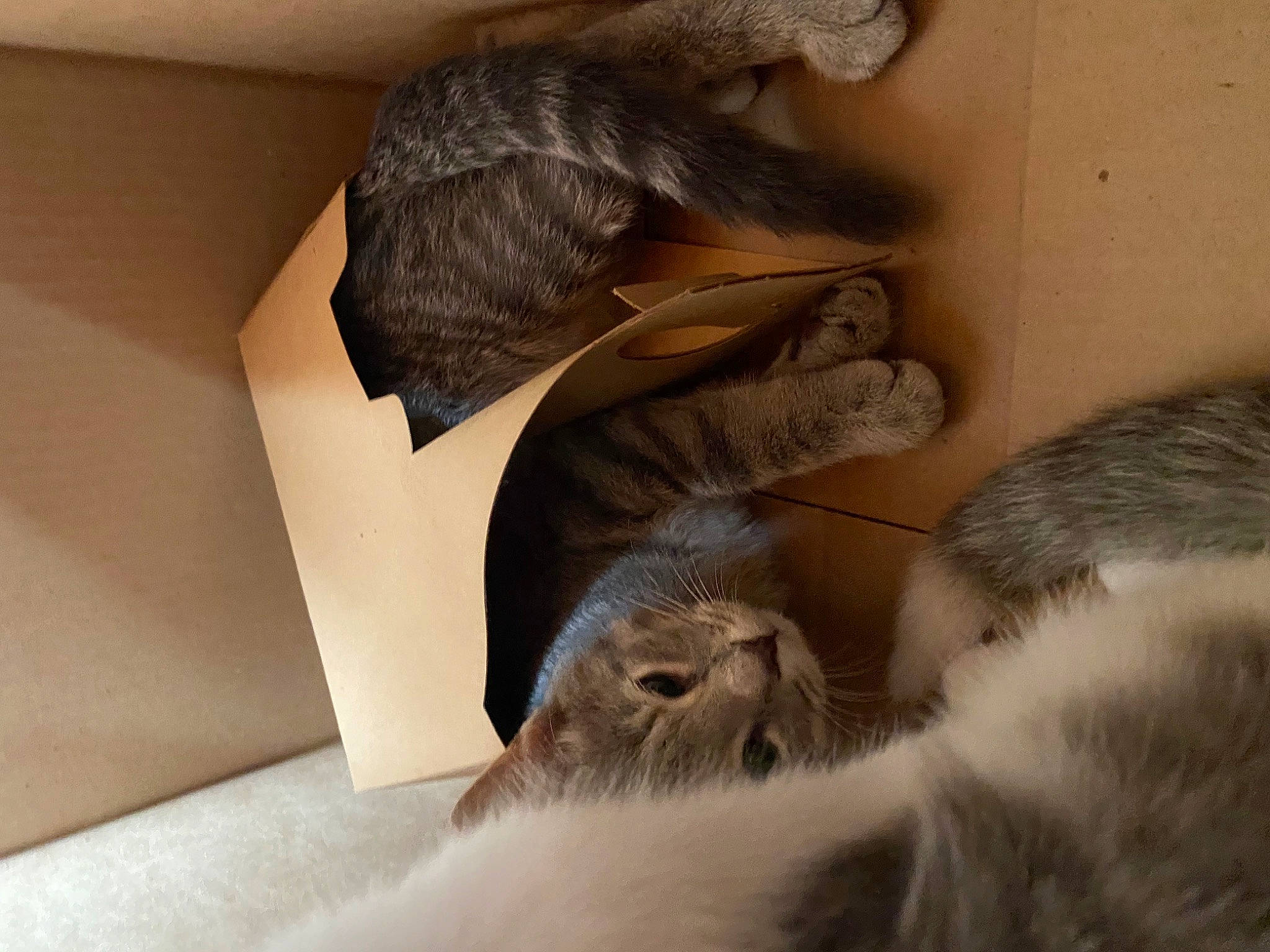 Poptart is registered to the contest to win money with this photo: carnivore, cat, claw, comfort, domestic_short_haired_cat, fawn, felidae, flooring, fur, grey, hardwood, human_leg, linens, paw, room, small_to_medium_sized_cats, snout, tail, whiskers, wood