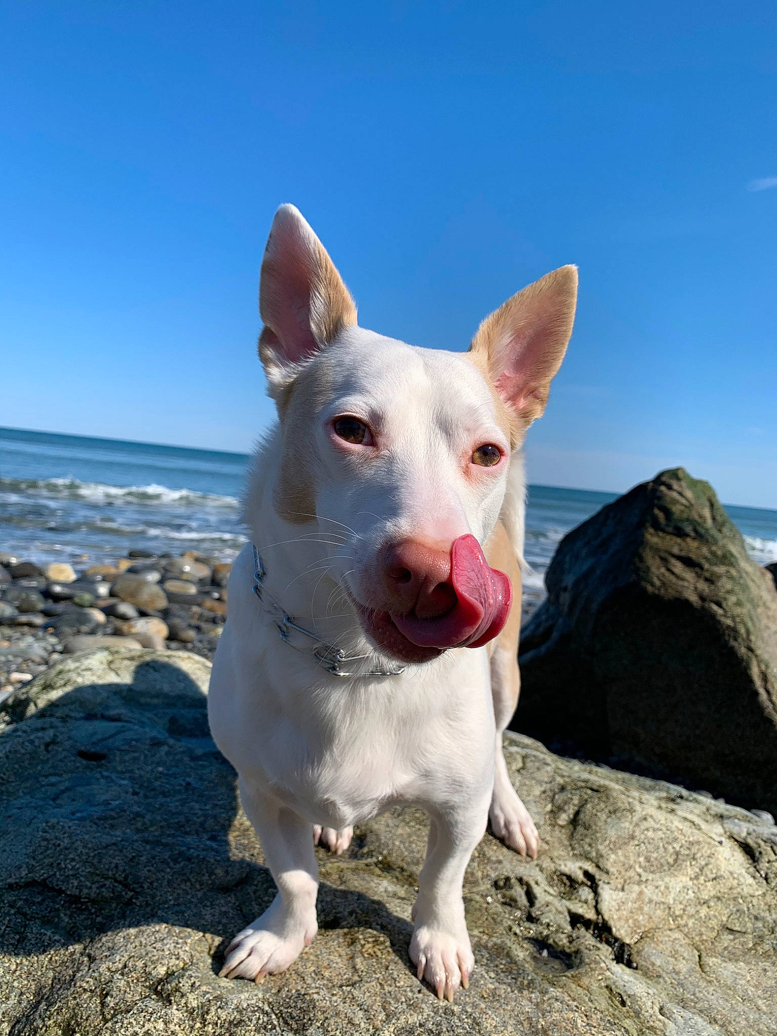 Diesel is registered to the contest to win money with this photo: bull_and_terrier, bull_terrier, bull_terrier_miniature, canidae, carnivore, dog, dog_breed, fawn, gull_terr, ibizan_hound, mammal, non_sporting_group, old_english_terrier, podenco_canario, rare_breed_dog, vertebrate