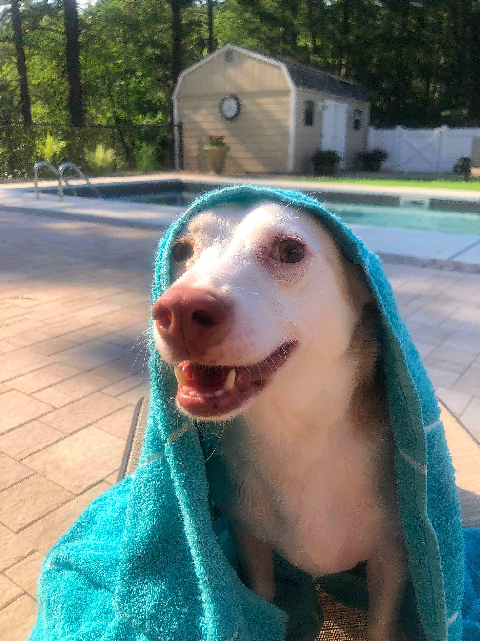 Diesel joined the competition — help win amazing prizes! canidae, carnivore, companion_dog, dog, dog_breed, fawn, mammal, non_sporting_group, nose, pit_bull, snout, sporting_group, vertebrate