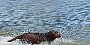 Una a rejoint le concours — aidez-le/la à gagner de superbes lots ! active, animal, canine, chocolate_lab, daylight, dog, harness, lake, mammal, nature, outdoor, pet, playful, recreation, side_view, splashing, summer, swimming, water, wet