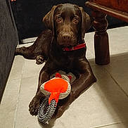 Una participe au concours pour gagner de l'argent avec cette photo : animal, brown_dog, brown_fur, chew_toy, coffee_table, dog, floor, front_paws, furniture, indoors, lobster_toy, pet, pet_photography, portrait, puppy, red_collar, sitting, squeaky_toy, tile_floor, toy