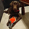 animal, brown_dog, brown_fur, chew_toy, coffee_table, dog, floor, front_paws, furniture, indoors, lobster_toy, pet, pet_photography, portrait, puppy, red_collar, sitting, squeaky_toy, tile_floor, toy