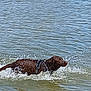active, animal, canine, chocolate_labrador, daylight, dog, fun, lake, movement, nature, outdoor, pet, playful, recreation, splash, summer, swimming, water, water_sport, wet