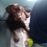 Una a rejoint le concours — aidez-le/la à gagner de superbes lots ! dog, brown_dog, ball, couch, person, indoor, blur, furniture, pet, animal, toy, resting, back, carpet, home, relaxing, canine, living_room, soft_light, companion