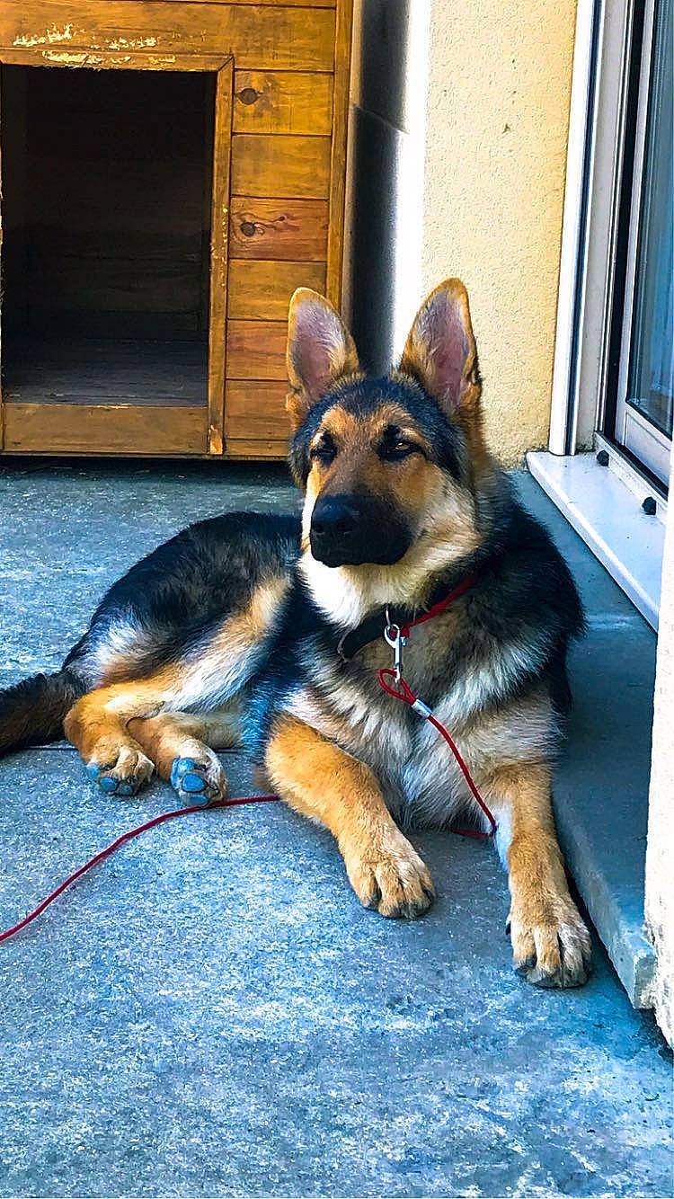 Keïro a rejoint le concours — aidez-le/la à gagner de superbes lots ! canidae, carnivore, collar, companion_dog, dog, dog_breed, door, east_european_shepherd, fawn, german_shepherd_dog, herding_dog, home_door, king_shepherd, old_german_shepherd_dog, snout, sporting_group, tail, window, working_animal, working_dog