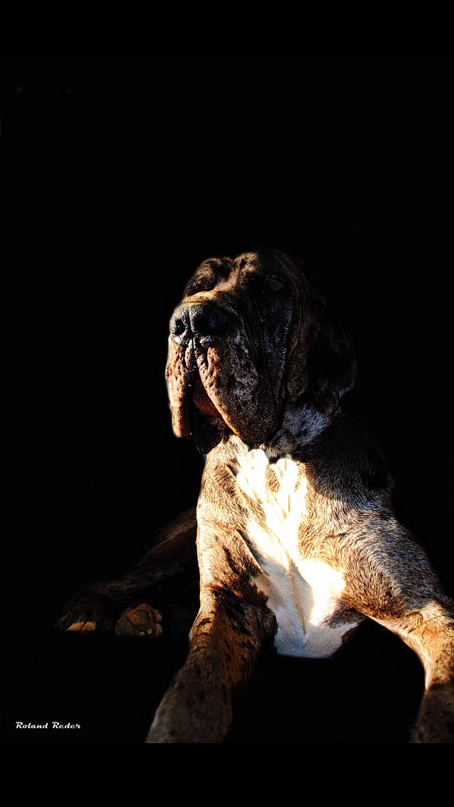 Rambo participe au concours pour gagner de l'argent avec cette photo : art, big_cats, bulldog, canidae, carnivore, companion_dog, darkness, dog, dog_breed, door, entertainment, fawn, felidae, performing_arts, snout, sporting_group, tail, terrestrial_animal, wood, wrinkle