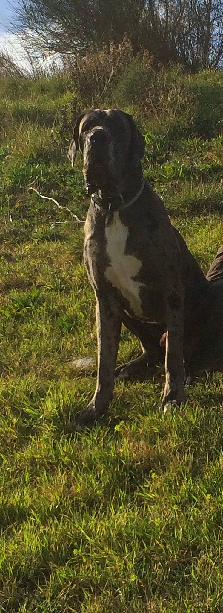 Rambo