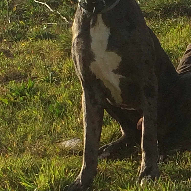 Rambo