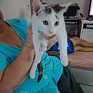 Bella participe au concours pour gagner de l'argent avec cette photo : cat, kitten, person, indoor, living_room, furniture, television, blue_clothing, bracelet, hand, pet, animal, collar, curious, holding, white_cat, gray_markings, couch, blanket, relaxed