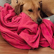 Bianca participe au concours pour gagner de l'argent avec cette photo : dog, blanket, bed, brown_dog, indoor, relaxed, cozy, resting, pet, canine, floor, fur, collar, pink_blanket, animal, snuggling, comfort, domestic_animal, sleepy, companion