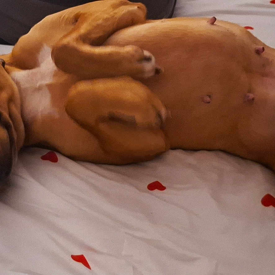 Bianca a rejoint le concours — aidez-le/la à gagner de superbes lots ! animal, bed, brown_dog, canine, comfort, cozy, cute, dog, domestic_animal, fur, heart_pattern, home, indoor, lying_down, mammal, pet, relaxed, resting, sleeping, sleepy