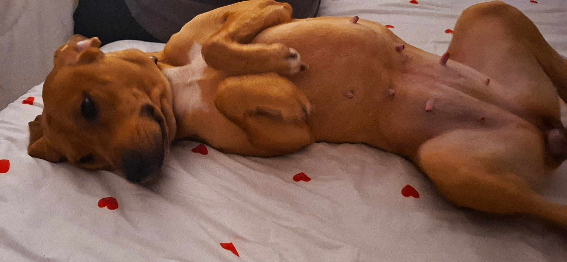 Bianca a rejoint le concours — aidez-le/la à gagner de superbes lots ! dog, bed, lying_down, relaxed, brown_dog, heart_pattern, pet, indoor, canine, animal, resting, cute, sleepy, fur, domestic_animal, mammal, comfort, cozy, home, sleeping