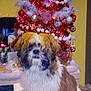 dog, christmas_tree, ornaments, decorations, indoor, furniture, table, white_cloth, person, holiday, festive, lights, red, gold, white, brown, fluffy, pet, canine, celebration