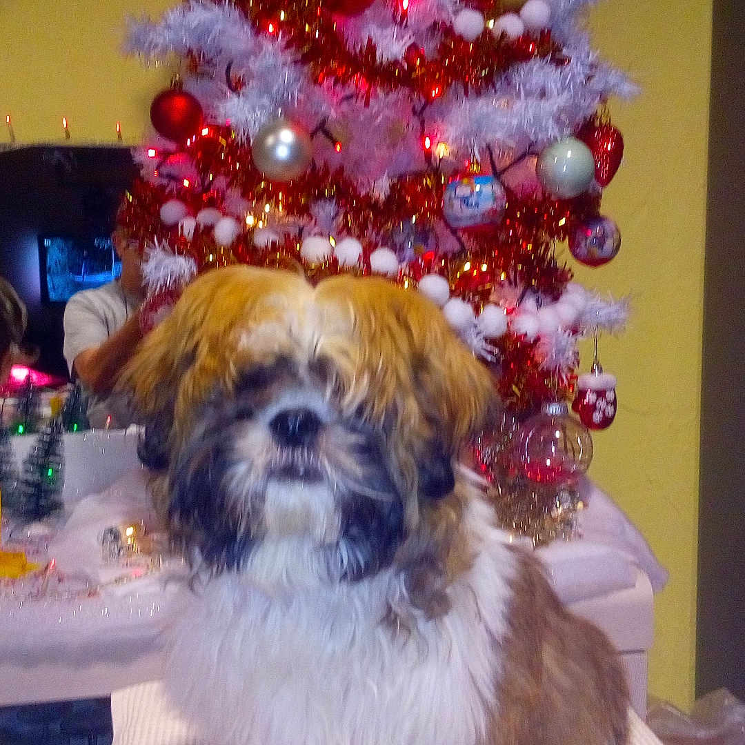 Potter a rejoint le concours — aidez-le/la à gagner de superbes lots ! brown, canine, celebration, christmas_tree, decorations, dog, festive, fluffy, furniture, gold, holiday, indoor, lights, ornaments, person, pet, red, table, white, white_cloth