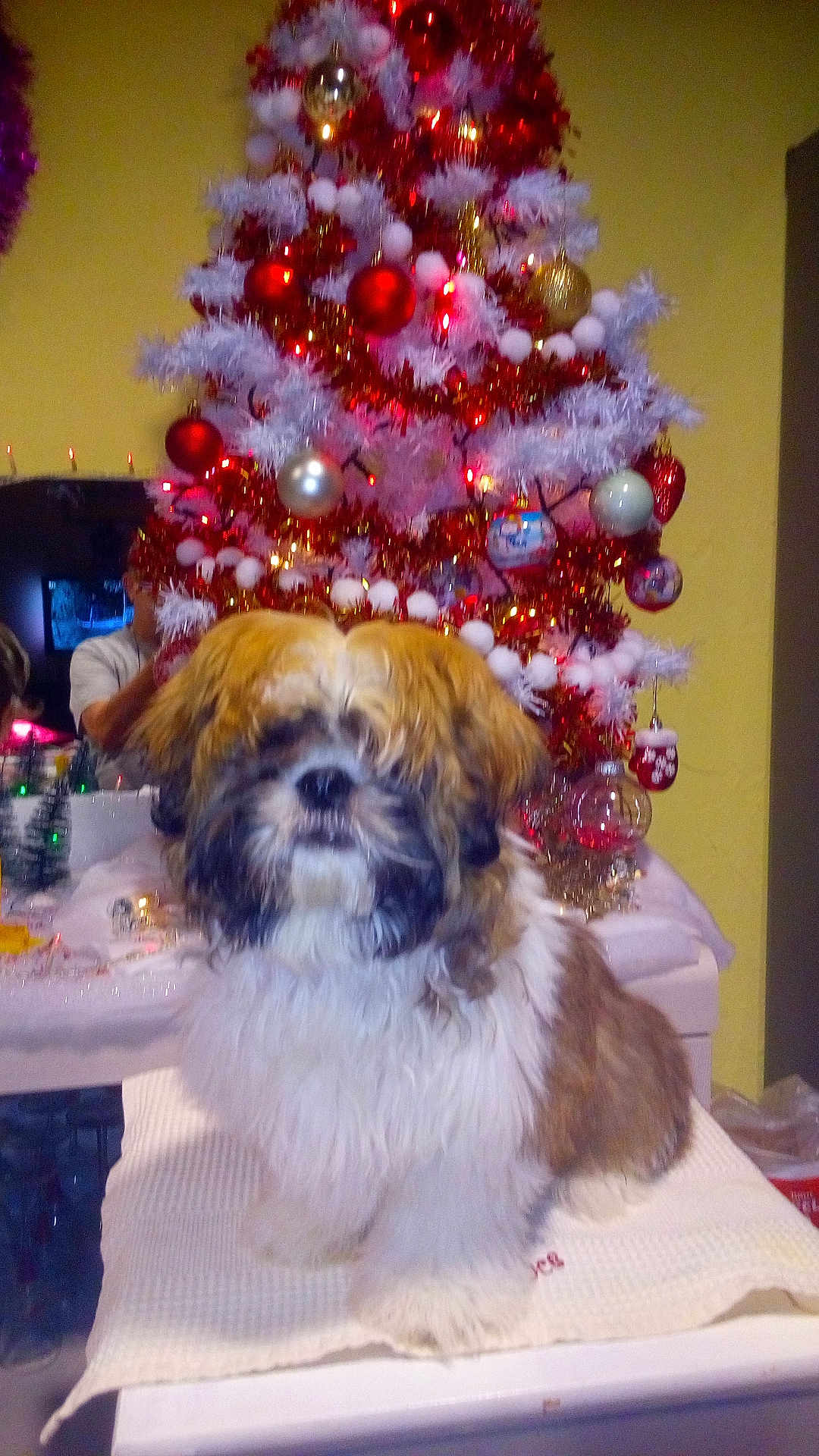 Potter a rejoint le concours — aidez-le/la à gagner de superbes lots ! dog, christmas_tree, ornaments, decorations, indoor, furniture, table, white_cloth, person, holiday, festive, lights, red, gold, white, brown, fluffy, pet, canine, celebration