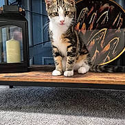 Cookie joined the competition — help win amazing prizes! cat, kitten, tabby, indoor, furniture, wooden_shelf, lantern, candle, decorative_plate, carpet, curious, pet, animal, whiskers, paws, face, eyes, tail, home, cozy