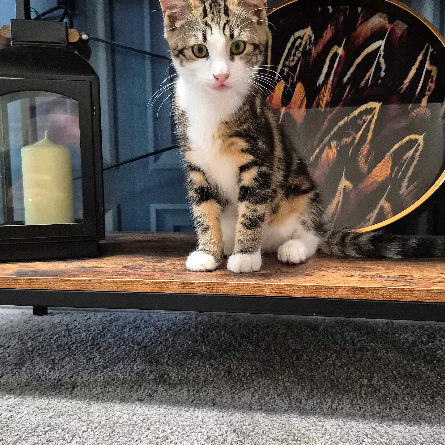 Cookie joined the competition — help win amazing prizes! animal, candle, carpet, cat, cozy, curious, decorative_plate, eyes, face, furniture, home, indoor, kitten, lantern, paws, pet, tabby, tail, whiskers, wooden_shelf