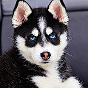 Bandit a rejoint le concours — aidez-le/la à gagner de superbes lots ! dog, puppy, husky, siberian_husky, black_and_white, blue_eyes, fluffy, fur, close_up, portrait, animal, pet, canine, ears, muzzle, nose, whiskers, serious_expression, studio_lighting, adorable