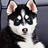 dog, puppy, husky, siberian_husky, black_and_white, blue_eyes, fluffy, fur, close_up, portrait, animal, pet, canine, ears, muzzle, nose, whiskers, serious_expression, studio_lighting, adorable