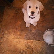 Greyson joined the competition — help win amazing prizes! adorable, animal, companion, curious, cute, dog, domestic, floor, footwear, golden_retriever, indoor, looking_up, pet, puppy, rug, shoes, tile, waiting, water_bowl, young_dog