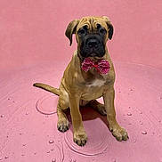 Bailey joined the competition — help win amazing prizes! puppy, dog, bow_tie, pink_background, sitting, water_droplets, ripples, cute, pet, portrait, indoor, young_dog, animal, canine, adorable, studio_shot, brown_dog, playful, looking_at_camera, isolated