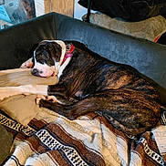 Daisy joined the competition — help win amazing prizes! dog, sleeping, couch, pillow, blanket, indoor, resting, pet, brindle, collar, cozy, furniture, relaxed, animal, domestic, canine, household, comfort, laying_down, nap