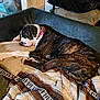 dog, sleeping, couch, pillow, blanket, indoor, resting, pet, brindle, collar, cozy, furniture, relaxed, animal, domestic, canine, household, comfort, laying_down, nap