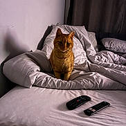 Shahid Rashid is registered to the contest to win money with this photo: bed, blanket, cat, comfort, cozy, curtain, domestic_animal, feline, fur, home, indoor, orange_cat, pet, pillow, relaxation, remote_control, resting, shadow, sleepy, white_bedspread