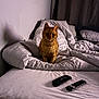 bed, blanket, cat, comfort, cozy, curtain, domestic_animal, feline, fur, home, indoor, orange_cat, pet, pillow, relaxation, remote_control, resting, shadow, sleepy, white_bedspread