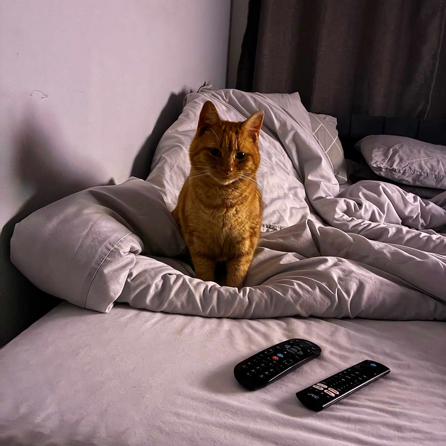 Shahid Rashid is registered to the contest to win money with this photo: bed, blanket, cat, comfort, cozy, curtain, domestic_animal, feline, fur, home, indoor, orange_cat, pet, pillow, relaxation, remote_control, resting, shadow, sleepy, white_bedspread