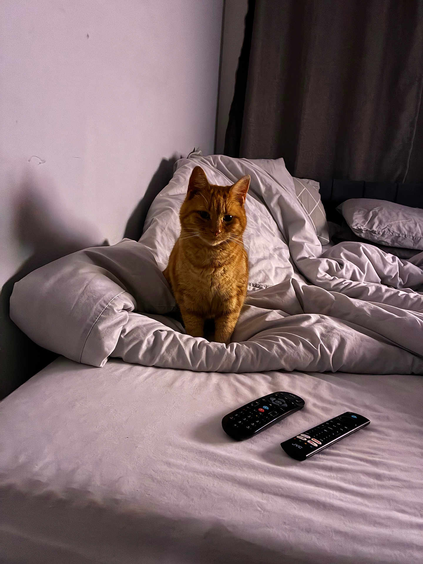 Shahid Rashid is registered to the contest to win money with this photo: bed, blanket, cat, comfort, cozy, curtain, domestic_animal, feline, fur, home, indoor, orange_cat, pet, pillow, relaxation, remote_control, resting, shadow, sleepy, white_bedspread