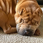 Pumpkin is registered to the contest to win money with this photo: dog, sleeping, wrinkled_skin, brown_fur, carpet, indoor, pet, resting, cute, closeup, canine, fur, nap, domestic_animal, relaxed, chain_collar, paw, face, animal, mammal