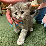 Zoey joined the competition — help win amazing prizes! animal, blue_nails, carpet, cat, cozy, curious, cute, domestic_cat, fur, gray_cat, hand, indoor, kitten, paw, person, pet, ripped_jeans, small_animal, whiskers, young_cat