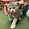 animal, blue_nails, carpet, cat, cozy, curious, cute, domestic_cat, fur, gray_cat, hand, indoor, kitten, paw, person, pet, ripped_jeans, small_animal, whiskers, young_cat