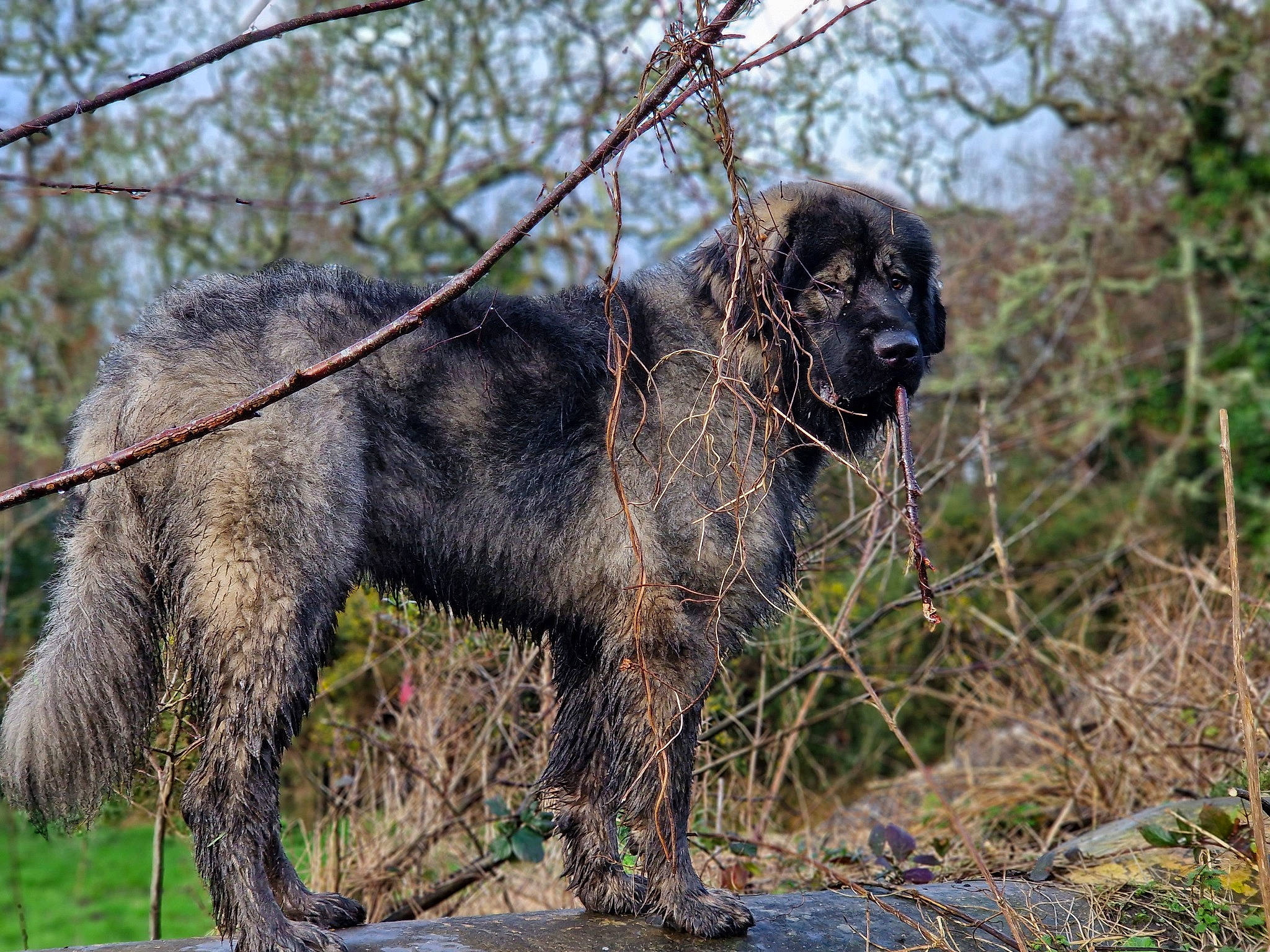 Reaper joined the competition — help win amazing prizes! canidae, carnivore, companion_dog, dog, dog_breed, forest, fur, grass, gun_dog, hunting_dog, liver, plant, soil, sporting_group, terrestrial_animal, tree, wildlife, woodland, working_animal