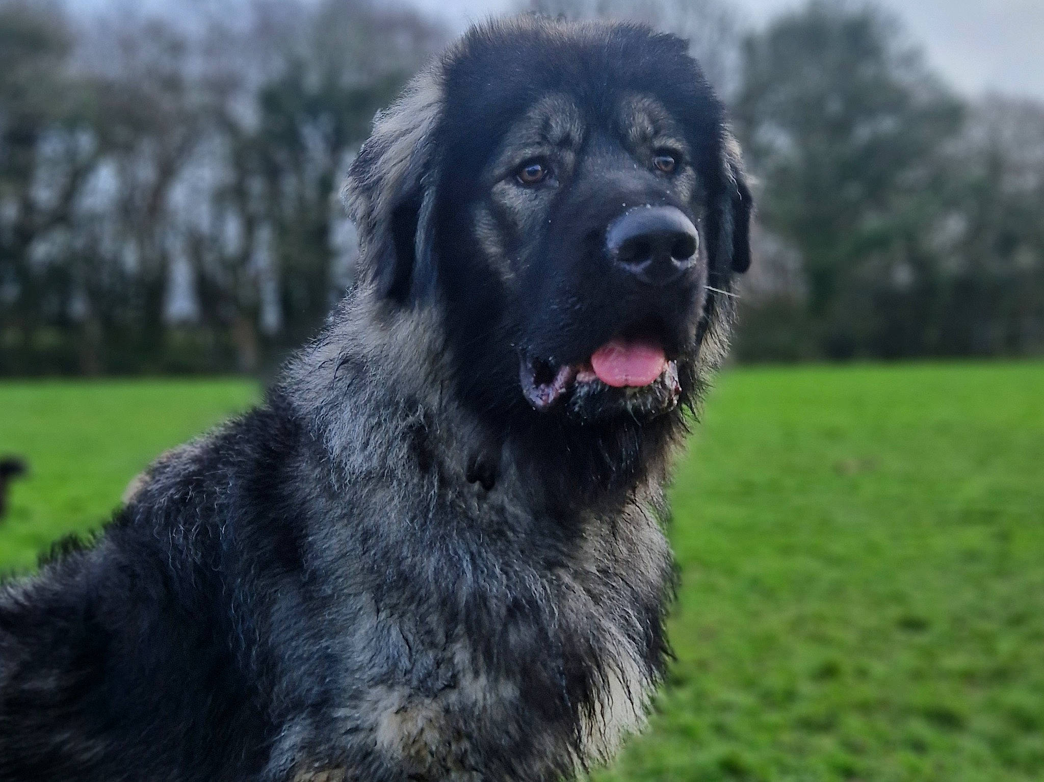 Reaper joined the competition — help win amazing prizes! ancient_dog_breeds, canidae, carnivore, companion_dog, dog, dog_breed, fur, gaddi_kutta, giant_dog_breed, grass, guard_dog, plant, sky, snout, sporting_group, tibetan_mastiff, tree, working_animal, working_dog