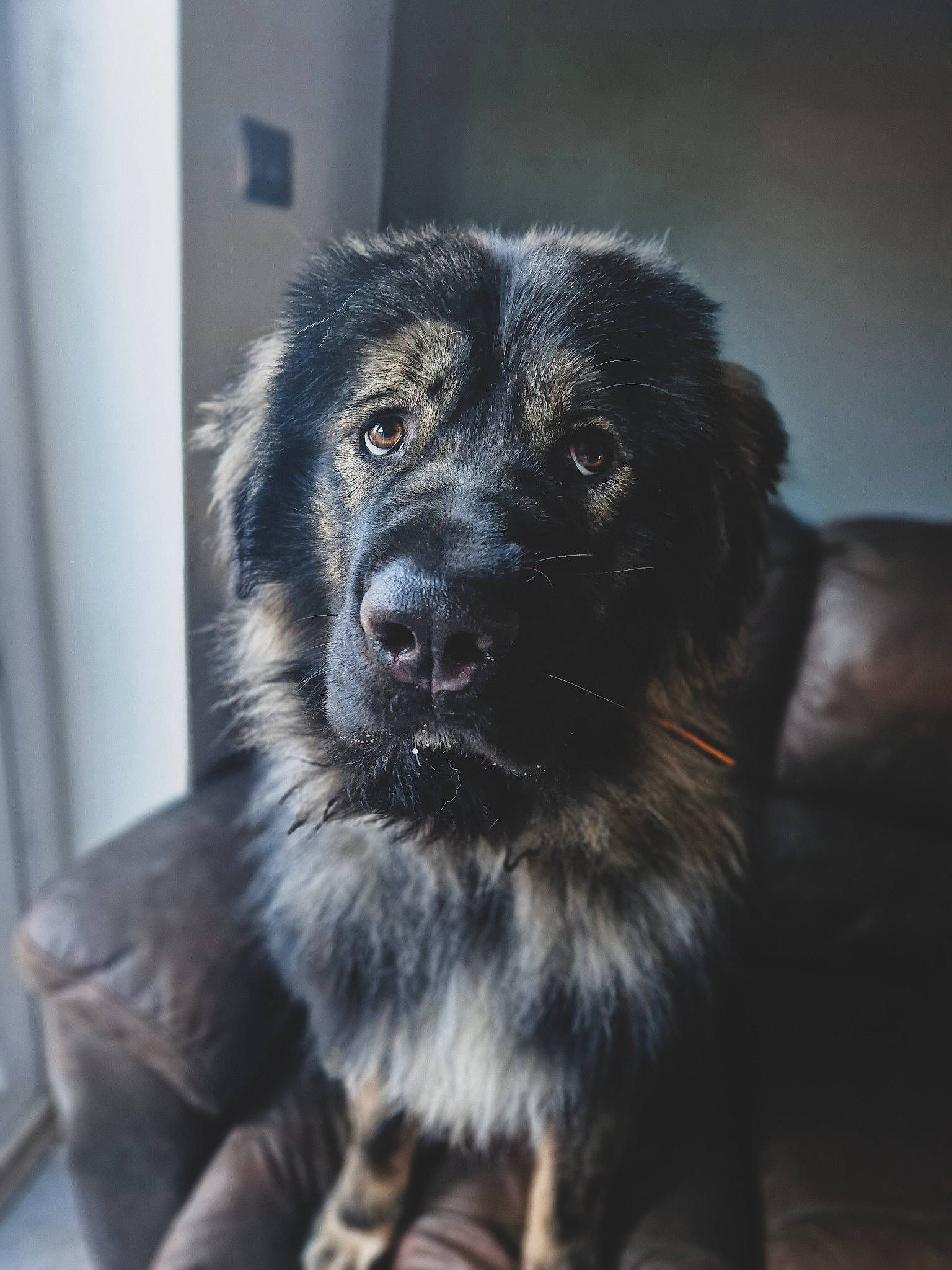Reaper is registered to the contest to win money with this photo: ancient_dog_breeds, borador, canidae, carnivore, companion_dog, darkness, dog, dog_breed, fur, sporting_group, whiskers, working_animal, working_dog