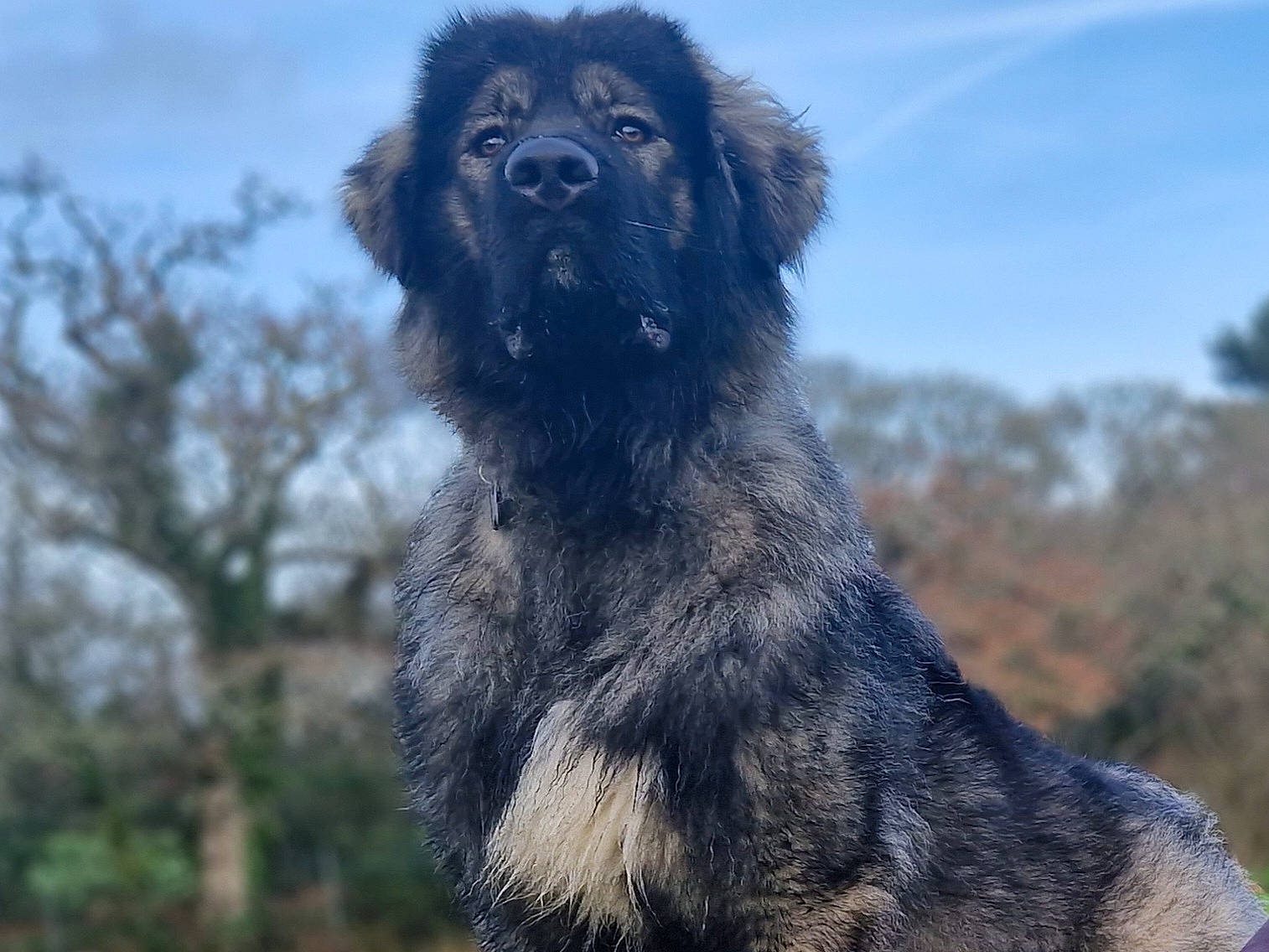 Reaper is registered to the contest to win money with this photo: ancient_dog_breeds, canidae, carnivore, caucasian_shepherd_dog, cloud, companion_dog, dog, dog_breed, fur, grass, sky, snout, sporting_group, tail, terrestrial_animal, tree, wildlife, working_animal, working_dog