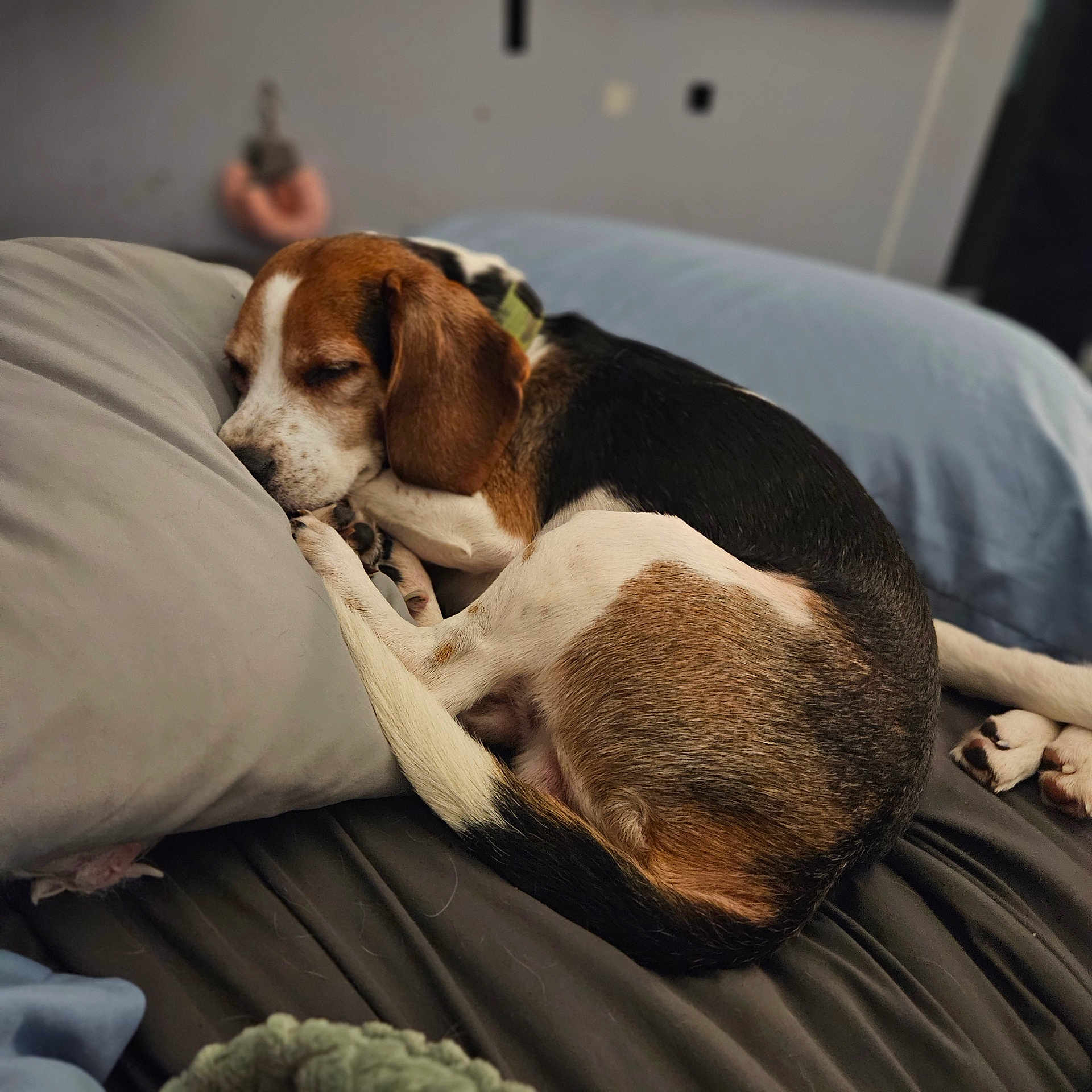 Jasper joined the competition — help win amazing prizes! dog, beagle, sleeping, bed, pillow, blanket, indoor, resting, pet, fur, animal, cozy, cute, relaxed, curled_up, brown, white, black, paw, ears