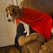 Jasper joined the competition — help win amazing prizes! animal, brown, cape, couch, cozy, dog, door, ears, expression, furniture, home, indoor, living_room, orange_cape, paws, pet, side_view, tail, white_spots, wood_floor