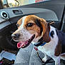 Jasper joined the competition — help win amazing prizes! dog, beagle, car, interior, seat, tongue_out, happy, pet, animal, leash, collar, window, side_mirror, dashboard, sunlight, daytime, fur, ears, nose, paw
