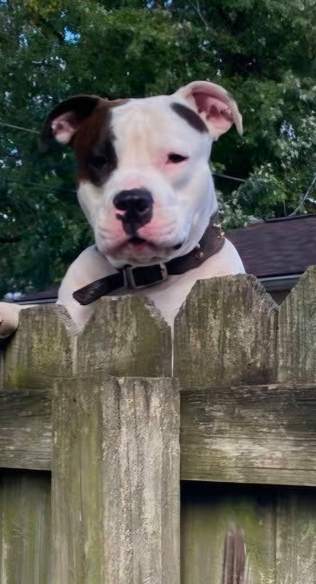 animal, background, canine, closeup, collar, curious, daylight, dog, ears, expression, face, fence, greenery, nature, outdoor, pet, portrait, trees, watching, wood
