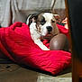 dog, blanket, red, indoor, pet, resting, fur, animal, cozy, cushion, floor, brown, white, black, domestic, relaxing, comfort, home, laying, object