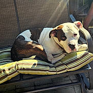 Poe is registered to the contest to win money with this photo: animal, brown, canine, chair, collar, cushion, dog, ears, face, metal, outdoor, pavement, pet, relaxed, resting, shadow, striped, summer, sunlight, white